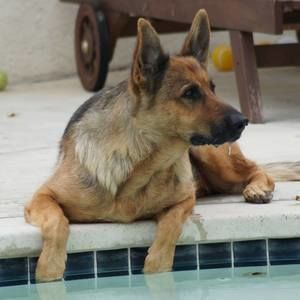 Meet your Posher, Shari